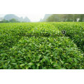 Local Green Tea of Unpolluted Leaves
